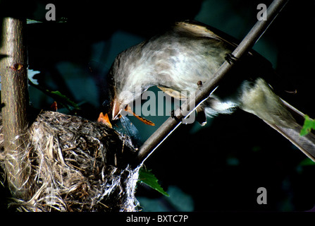 Moucherolle vert nest Banque D'Images