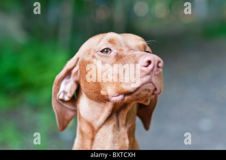 Un gros plan d'un chien (Hungarian Vizsla devint Pointeur) avec une faible profondeur de champ. Banque D'Images