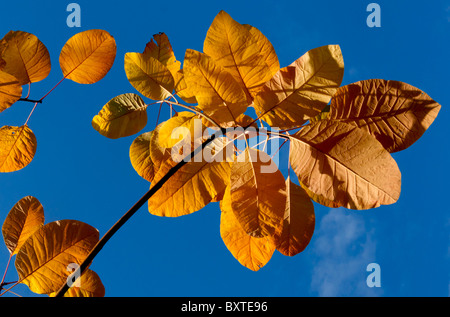 Les feuilles d'automne Cotinus Grace Banque D'Images