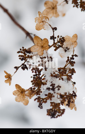 Un Hortensia fleur recouvert de neige Banque D'Images