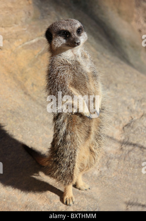 Le Zoo de Londres, Meerkat Banque D'Images