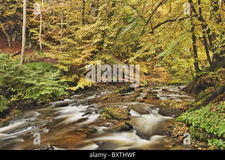 Les feuilles d'automne sur les arbres le long d'un ruisseau en Ecosse. Banque D'Images