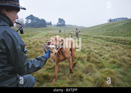 Un jeu Keeper avec pointeur Vizsla devint une perdrix comptable qui a été tourné par les chasseurs durant une orginized hunt. Banque D'Images