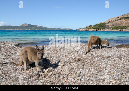 Kangourous sur la plage à Lucky Bay En Cape Le Grand National Park à Esperance Wa Australie Banque D'Images