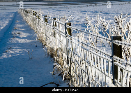 Grillage recouvert de cristaux de givre, près du village de Scarfskerry, Caithness, Ecosse, Royaume-Uni Banque D'Images