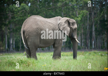 L'éléphant d'Afrique en captivité sur une réserve de conservation près de Knysna, Afrique du Sud Banque D'Images