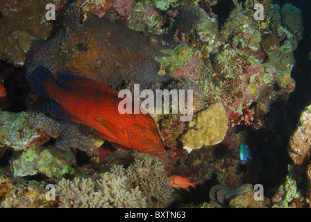 Le mérou de Mer Rouge corail baignade dans la roche de corail. Banque D'Images