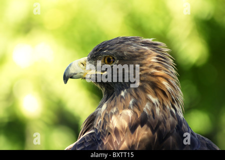 Portrait en gros plan d'un magnifique aigle doré reposant à l'ombre contraste avec le feuillage vert focus off Banque D'Images