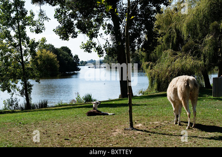 Un lama enchaîné et le pâturage sur les rives de la rivière Vilaine Redon France. Banque D'Images