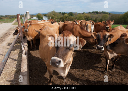 Ferme laitière des vaches Banque D'Images