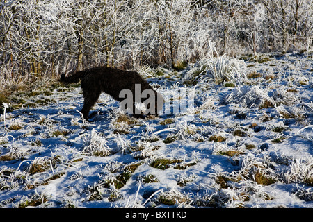 Labradoodle noir dog walking et renifle dans un champ couvert de gel et de neige Banque D'Images