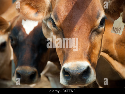 Vache de ferme laitière Banque D'Images