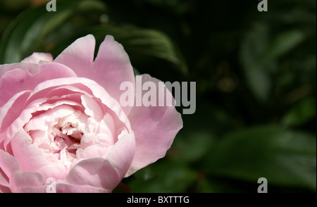 Pivoine rose débourrement, peu profond, DOF sombre contraste avec les feuilles avec de la place pour votre texte. Banque D'Images