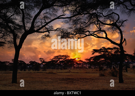Forêt d'Acacia en silhouette au coucher du soleil, Serengeti National Park, Tanzania, Africa Banque D'Images