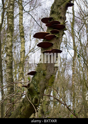 Champignon sur tronc d'arbre, d'en bas Banque D'Images