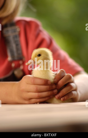 Baby Duck, canard, childs mains jeunes filles hands holding duckling Banque D'Images