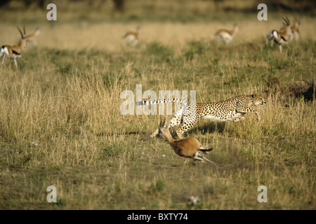 Cheetah dans la poursuite de la Gazelle de Thomson, Acinonyx jubatus, Serengeti National Park, Tanzania, Africa Banque D'Images