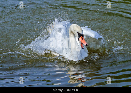 UK en colère Swan (Cygnus olor) Berkshire UK Banque D'Images