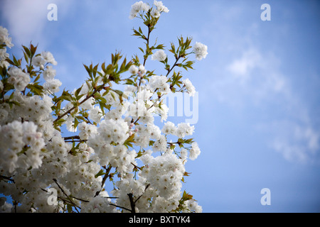 Les branches avec des fleurs blanches sur fond de ciel bleu Banque D'Images