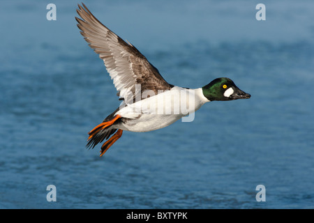 Canard garrot drake en vol au dessus du lagon gelé-Victoria, Colombie-Britannique, Canada. Banque D'Images