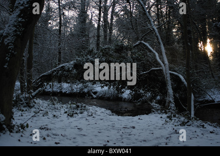 La neige sur les arbres sur le marcher le long River Clywedog Bersham bois près de Wrexham Banque D'Images