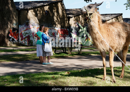 Un lama enchaîné et le pâturage sur les rives de la rivière Vilaine Redon France. Banque D'Images