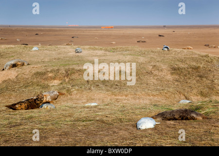 Les phoques gris, Halichoerus grypus ; Donna Nook ; Lincolnshire Banque D'Images