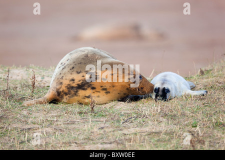 Les phoques gris, Halichoerus grypus, mère et petit ; Donna Nook ; Lincolnshire Banque D'Images