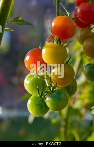 Délice des jardiniers les tomates à différents stades de mûrissement Banque D'Images