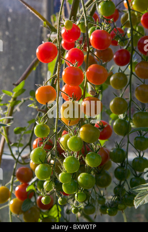 Délice des jardiniers les tomates à différents stades de mûrissement Banque D'Images