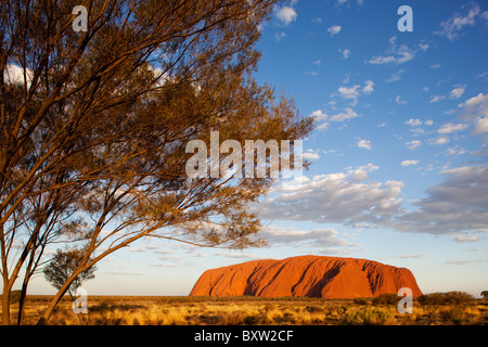 Territoire du Nord Australie Uluru - Kata Tjuta National Park soleil du désert des feux de chêne et désert de sable rouge Banque D'Images