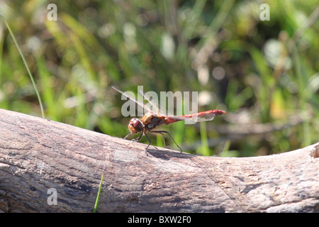 Dard commun, homme libellule sur une branche dans le New Forest. Banque D'Images