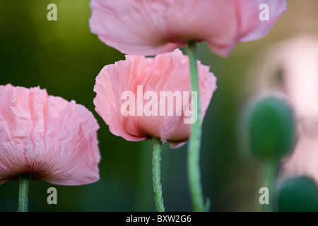 Trois pavots orientaux rose Banque D'Images