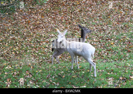 Paire de jachère ne, l'un avec un manteau blanc et l'autre dans la couche d'hiver dans le New Forest. Banque D'Images