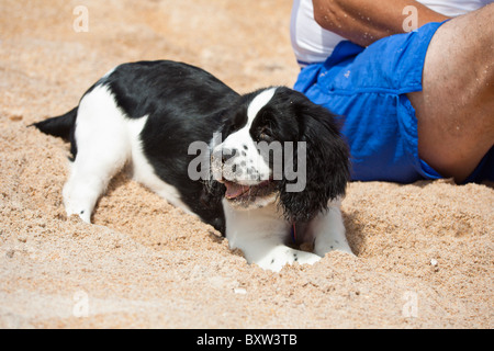 English Springer Spaniel puppy couché dans le sable à Beverly Beach, Floride Banque D'Images