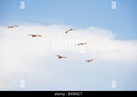 Troupeau ou de l'escadron le pélican brun (Pelecanus occidentalis) volant le long de côte au Beverly Beach, Floride Banque D'Images