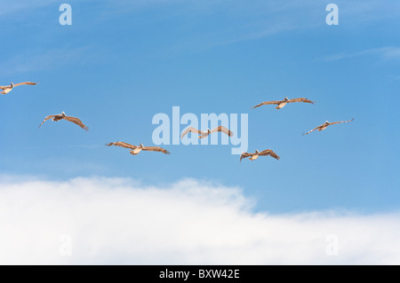 Troupeau ou de l'escadron le pélican brun (Pelecanus occidentalis) volant le long de côte au Beverly Beach, Floride Banque D'Images