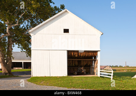 Récolte du tabac soit accroché à l'intérieur sec white barn sur Amish farm dans le comté de Lancaster, Pennsylvanie Banque D'Images