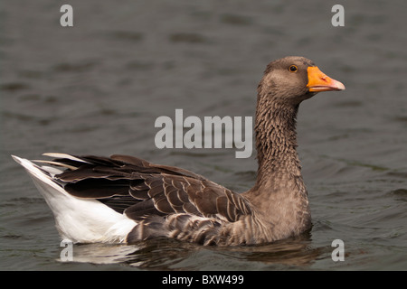 Oie de Greylag (Anser anser) nageant sur le lac Furnas sur l'île de São Miguel, aux Açores. Banque D'Images