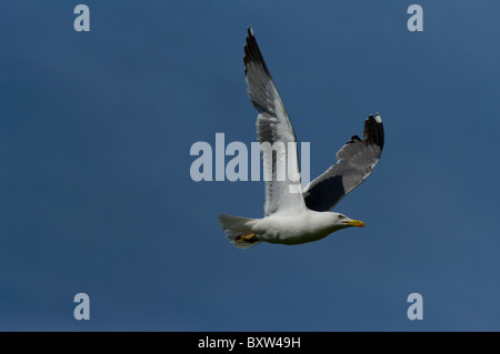 Goéland portrait flying blue sky Banque D'Images