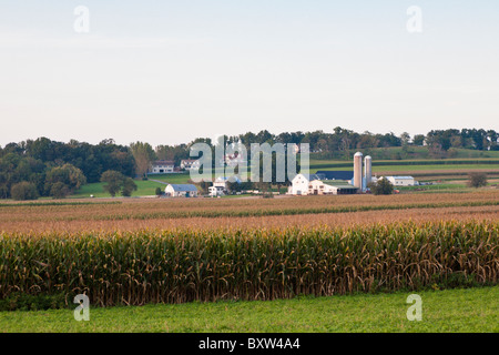 Amish farm dans votre champ de maïs dans le comté de Lancaster, Pennsylvanie Banque D'Images