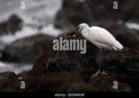 L'Aigrette garzette portrait sur les rochers à marée basse de manger un poisson après une prise prise dans les Açores