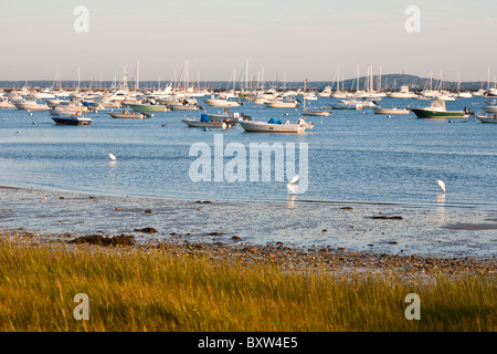 Côte d'herbe à marée basse près de port de Plymouth à Plymouth au Massachusetts Banque D'Images