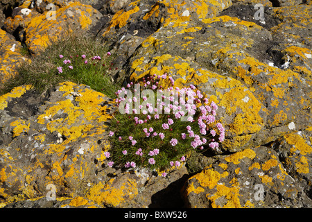 Les fleurs sauvages et les lichens poussant sur des rochers basaltiques, Staffa, au large de l'île de Mull, Ecosse, Royaume-Uni Banque D'Images