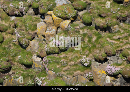 Les fleurs sauvages et les lichens poussant sur des rochers basaltiques, Staffa, au large de l'île de Mull, Ecosse, Royaume-Uni Banque D'Images