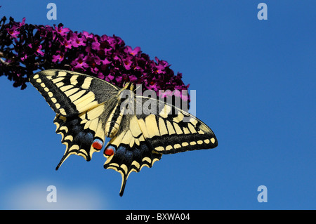 Porte-queue (Papilio européenne machaon) reposant sur le Buddleia, Fleurs captives. Banque D'Images