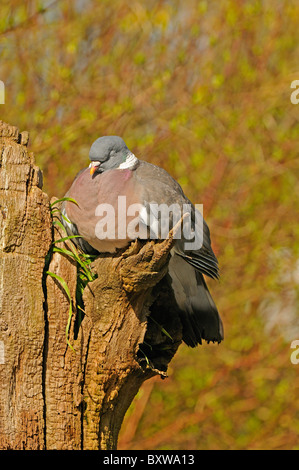 Ramier (Columba palumbus) sur souche d'arbre endormi, les yeux fermés, dans l'Oxfordshire, UK. Banque D'Images