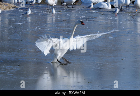 Mute Swan (Cygnus olor) marche sur la glace, ailes déployées, Slimbridge, Royaume-Uni. Banque D'Images