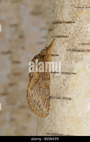 Grand Place (Peridea anceps) adulte au repos sur Birch Tree, Oxfordshire, UK. Banque D'Images