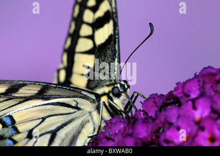 Porte-queue (Papilio européenne machaon) se nourrissant de fleurs, Buddleia en captivité. Banque D'Images